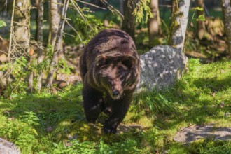 A young male brown bear (Ursus arctos arctos) runs through the undergrowth out of a forest to chase