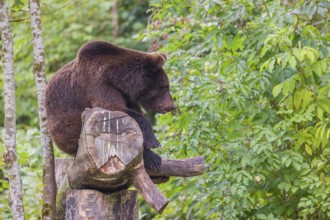 A young male Eurasian brown bear (Ursus arctos arctos) rests on a rotting log lying on the ground