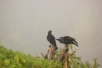 Two common ravens (Corvus corax) sitting on a rotting root of a fallen tree in dense fog