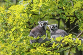 Two ring-tailed lemurs (Lemur catta) sit high up in a tree on a branch between fresh green leaves