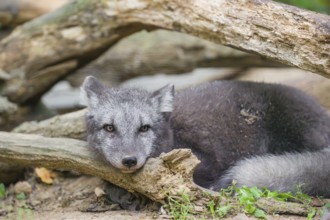 A young arctic fox (Vulpes lagopus), (white fox, polar fox, or snow fox) rests between driftwood