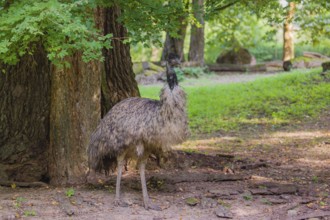 Portrait of an emu, Dromalus novaehollandiae, on a green meadow