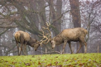 Two red deer (Cervus elaphus) stand in a meadow on a foggy day and playfully fight outside the