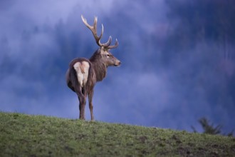 A red deer stag (Cervus elaphus) stands on a meadow on hilly ground in the first light of the day.