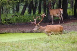 A red deer stag (Cervus elaphus) stands in a pond covered with duckweed