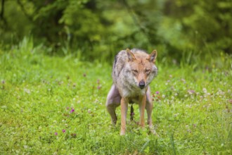 A female eurasian gray wolf (Canis lupus lupus) shits on a green meadow