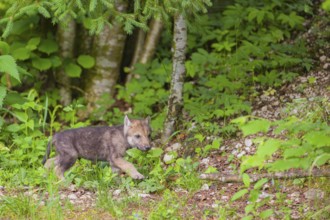 A wolf pups (Canis lupus lupus) runs through dense vegetation at the edge of a forest