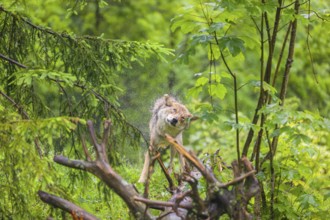 A female eurasian gray wolf (Canis lupus lupus) stands on a meadow on a hill and shakes off the