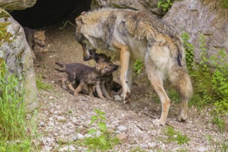 A male grey wolf (Canis lupus lupus) tries to get the pups to follow him to another, safer den