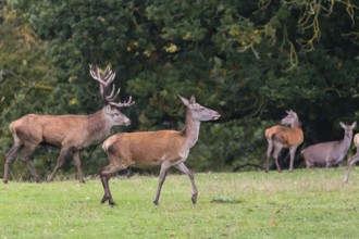 A herd of red deer (Cervus elaphus) stands on a meadow on hilly ground at a forest edge