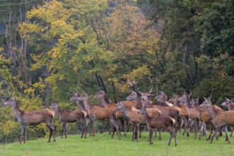 A herd of red deer (Cervus elaphus) stands on a meadow on hilly ground at a forest edge