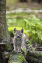 One young (10 weeks old) male Eurasian lynx, (Lynx lynx), crossing a creek, using a fallen tree as