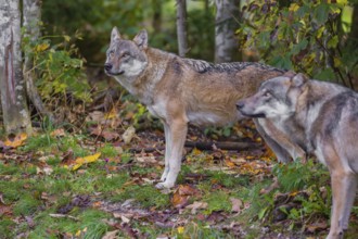 Two eurasian gray wolves (Canis lupus lupus) stand at a forest edge