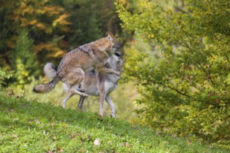 Two Eurasian gray wolves (Canis lupus lupus) play with each other in a meadow on a hill