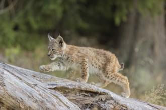 One young (10 weeks old) male Eurasian lynx, (Lynx lynx), walking over a rotten tree