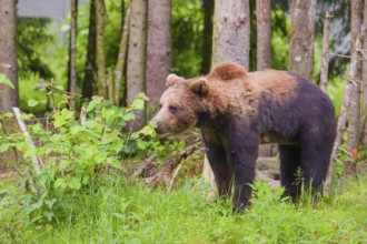 A young male Eurasian brown bear (Ursus arctos arctos) stands at the edge of the forest in green