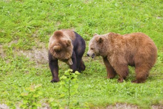 A young male brown bear and an adult female (Ursus arctos arctos) meet in a green meadow