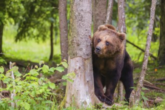 A young male Eurasian brown bear (Ursus arctos arctos) stands in a forest