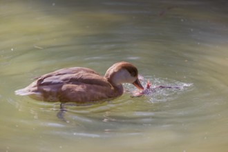 A female red-crested pochard (Netta rufina) tries to eat a grass frog (Rana temporaria)