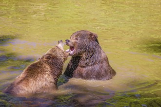 A Eurasian brown bear (Ursus arctos arctos) sow fighting with a big male in a pond