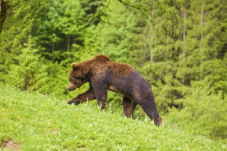 A young male eurasian brown bear (Ursus arctos arctos) runs across a meadow in hilly terrain