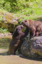 A Eurasian brown bear (Ursus arctos arctos) sow fighting with a big male in a pond