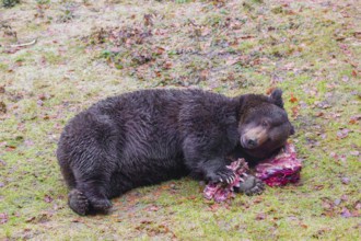 An adult brown bear (Ursus arctos arctos) lies on green grass in the forest and chews on a bone,