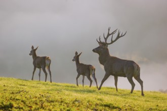 Two red deer hind and a stag (Cervus elaphus) stand backlit on a meadow. Early morning light with a