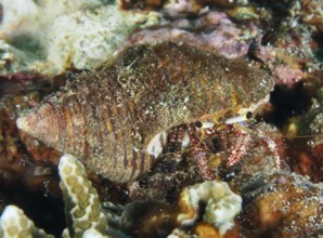 Dark-kneed hermit crab (Dardanus lagopodes) in an algae-covered snail shell between corals, dive