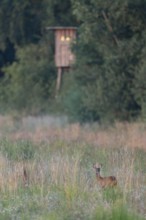 Roe deer (Capreolus capreolus), doe standing on a game field and looking attentively, a raised hide