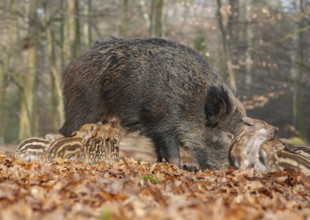 Wild boar, wild boar (Sus scrofa) a sow suckling young boars in the forest, Germany, Europe