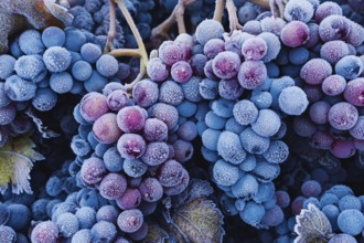 Close up of frosted blue and red grapes in late autumn. Generative AI, AI generated