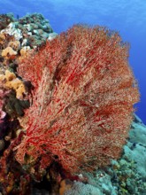 Red knot fan (Melithaea ochracea) in the ocean, beauty of the reefs and underwater environment,