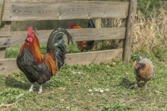 Cock with chicks on a farm in the countryside. Bas rhin, Alsace, France, Europe