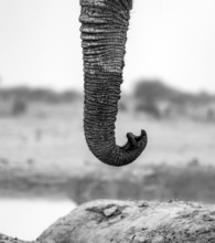 African elephant (Loxodonta africana), adult male, detail, trunk in mouth, black and white