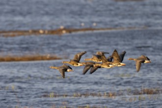 White-fronted Goose (Anser albifrons), Sweden, Europe