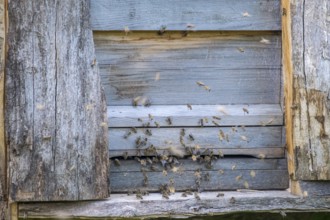 Bees swarming from an old wooden house that serves as a beehive, North Rhine-Westphalia, Germany,