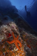 Bright orange coloured starfish (Hacelia attenuata) in the Mediterranean Sea near Hyères, diver in