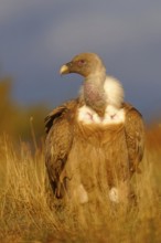 Griffon vulture (Gyps fulvus), portrait, Pyrenees, Catalonia, Spain, Europe