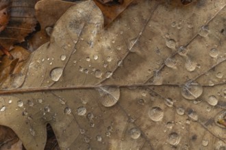 A leaf with water droplets lies on the floor. The leaf is brown and the water droplets are clear.