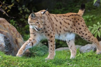 A Eurasian lynx (Lynx lynx) runs across a green meadow