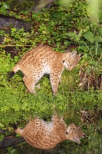 A young lynx (Lynx lynx) stands by a pond in which it is reflected