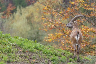 A male ibex (Capra ibex) standing on a cloudy day on a green meadow on top of a hill. A forest in