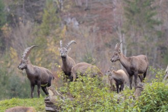 Two male, two female and a young ibex (Capra ibex) standing on a cloudy day on a green meadow on