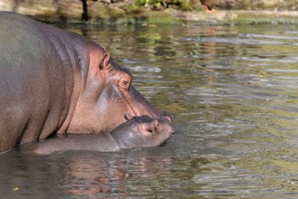 A baby hippopotamus (Hippopotamus amphibius) and its mother swimming in a river