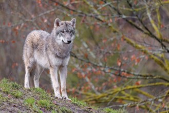 A young grey wolf (Canis lupus lupus) stands at the edge of the forest on a cloudy day and observes