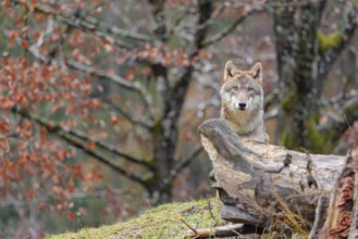 An adult female grey wolf (Canis lupus lupus) stands in a meadow behind a tree trunk on a hill and