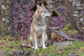 An adult female grey wolf (Canis lupus lupus) sits at the edge the forest on an overcast day