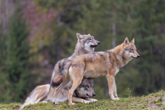 An adult male and a female eurasian grey wolf (Canis lupus lupus) stand on green meadow on top of a