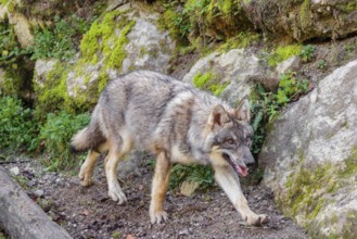 A young eurasian grey wolf (Canis lupus lupus) runs across a steep hillside